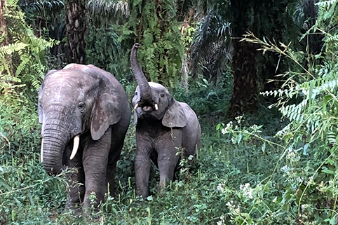 Biodiversité
