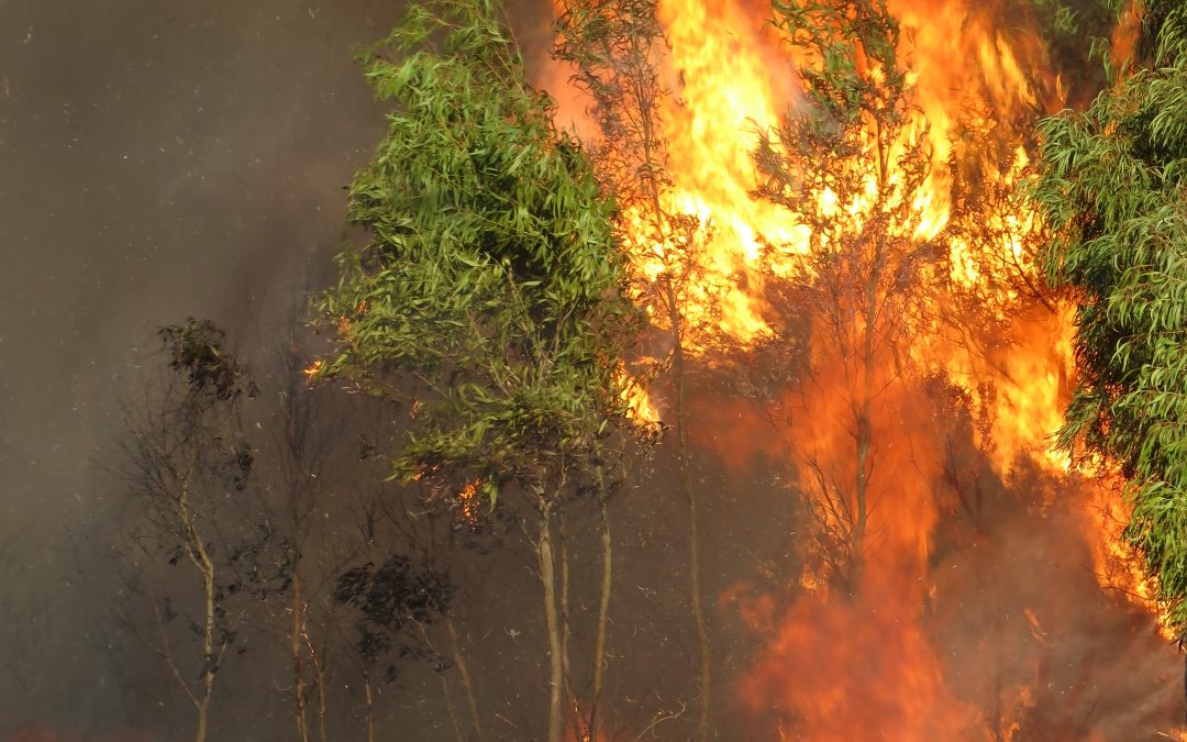 Feu de végétation