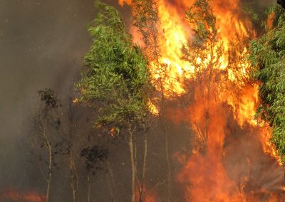 Feu de végétation